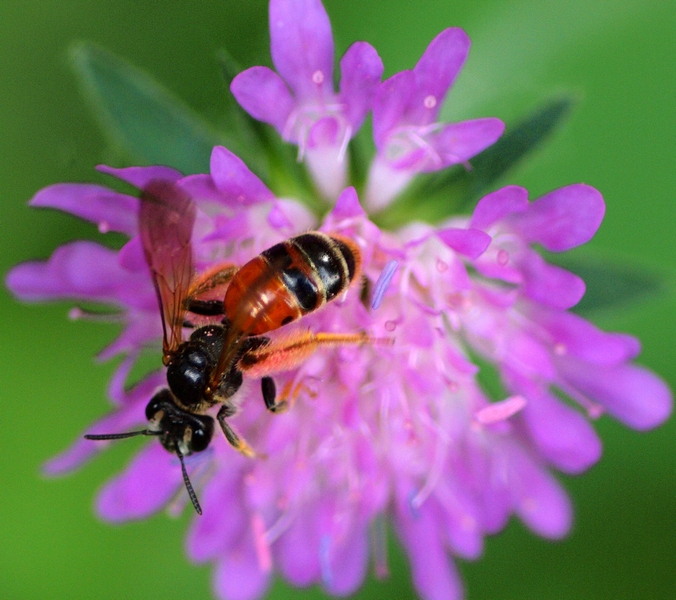 Apidae Andreninae: Andrena hattorfiana, femmina